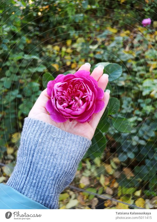 Rosenknospe in der Hand einer Frau vor dem Hintergrund des Herbstlaubs Roséwein Blütenknospen rosa Blume Natur Pflanze Blühend Rosenblüte Garten Rosenblätter