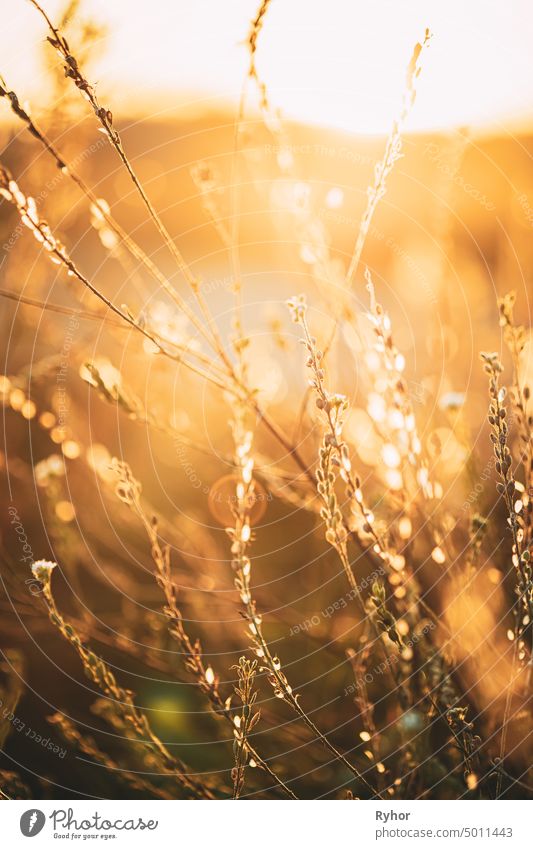 Close Up Sommer trocken Herbst Gras in Sonnenuntergang Sonnenaufgang Sonnenlicht trocknen schön Boke Bokeh Bokeh-Effekt schließen abschließen Europa grün Licht