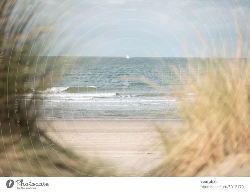 zum Meer Ferien & Urlaub & Reisen Erholung Sommer Tourismus Strand Sand Natur Nordsee Schönes Wetter Küste Seegras Düne Dünengras Gras Niederlande Zeeland Ferne