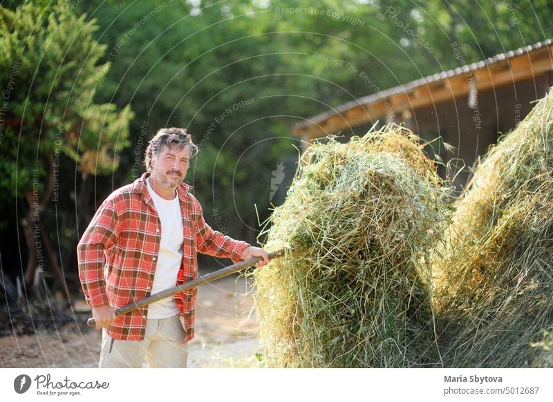 Ein gutaussehender, reifer Landwirt wendet das Heu mit einer Heugabel auf dem Hinterhof eines Bauernhofs. Die Viehzucht ist eine traditionelle Richtung der Landwirtschaft.