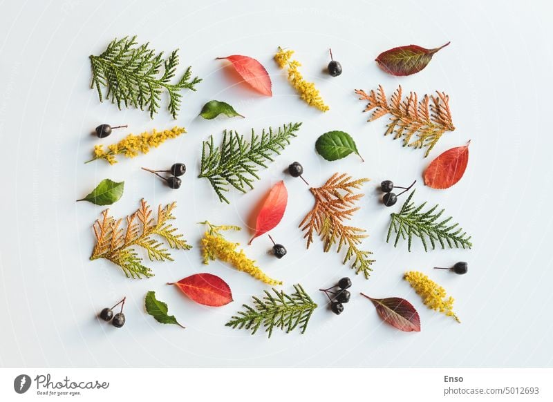 Herbstblätter Muster auf weißem Hintergrund, Herbstferien Design, Overhead Flat Lay Herbst-Hintergrund Blatt Blume Beeren Ast flache Verlegung November Top