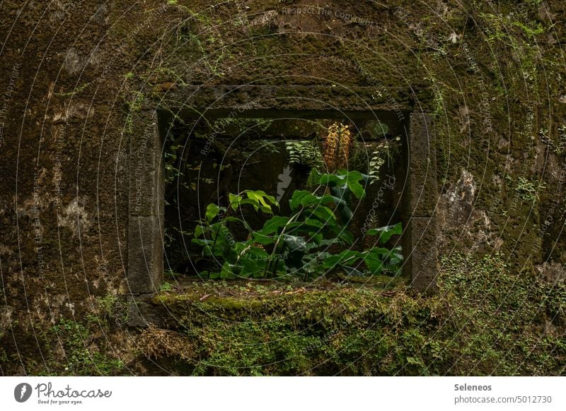 Nature finds its way Ruine alt überwachsen verfallen grün Außenaufnahme historisch Pflanze überwuchert Verfall Menschenleer Tag Architektur Gebäude Bauwerk