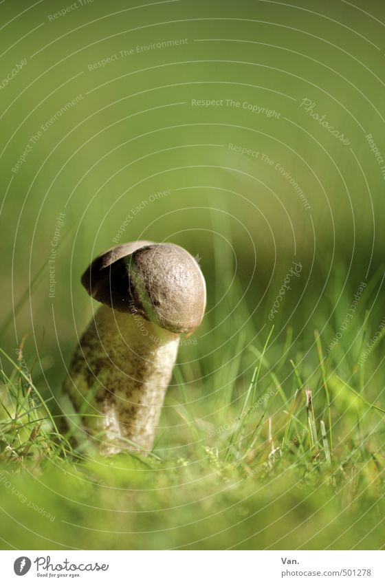 Pilzzeit Umwelt Natur Pflanze Herbst Gras Wiese Wachstum braun grün Farbfoto mehrfarbig Außenaufnahme Nahaufnahme Menschenleer Textfreiraum oben Tag Licht