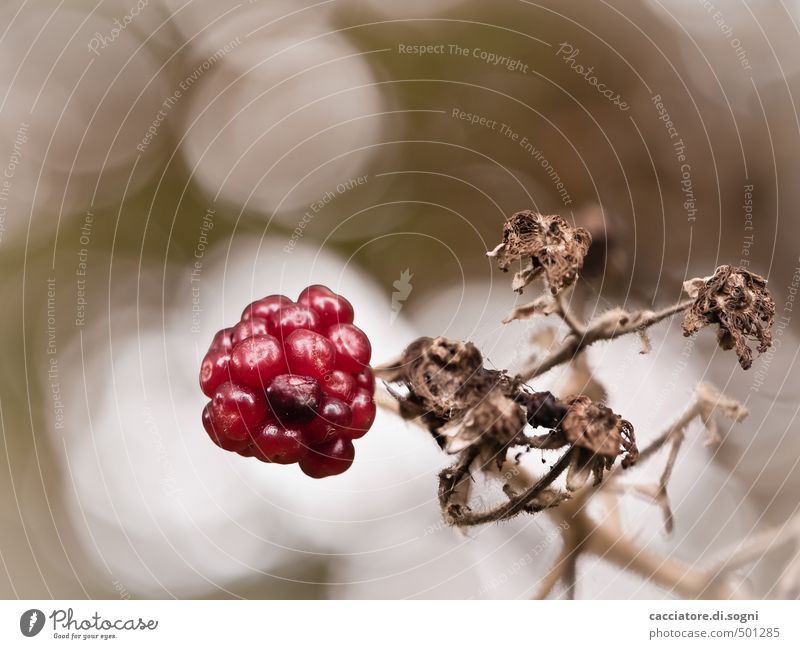 Nur noch wenige Tage Natur Pflanze Herbst Schönes Wetter Wildpflanze Brombeeren Beeren Kugel authentisch exotisch einzigartig klein rund trocken wild braun rot