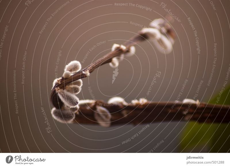 weidenkätzchen Natur Pflanze Baum Sträucher Blüte Weidenkätzchen Zweig natürlich braun Farbfoto Außenaufnahme Detailaufnahme Makroaufnahme Menschenleer Tag