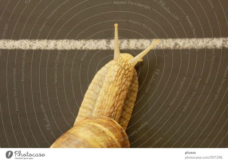 Nur noch zwei Schritte ... Tier Schnecke 1 gehen Glück Vorfreude Optimismus Willensstärke "Ziel Zielstrich Ziellinie Kreidestrich Wandtafel Schule IS