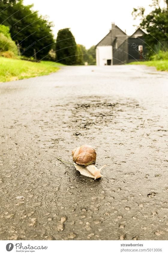 Schnecke mit Schneckenhaus kriecht über eine Strasse Straße langsam Nahaufnahme Tier Makroaufnahme Farbfoto Schwache Tiefenschärfe klein Langsamkeit