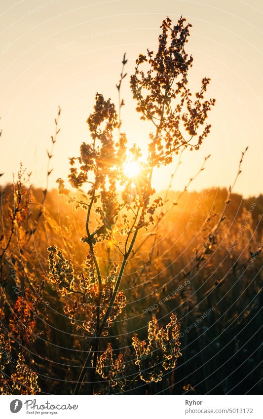 Close Up Sommer trocken Herbst Gras in Sonnenuntergang Sonnenaufgang Sonnenlicht Pflanze Sonnenstrahl Europa schön Sonnenstrahlen Sonnenschein Licht niemand