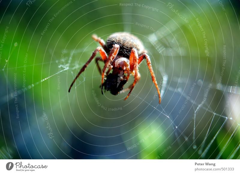 Big spider is watching you! Essen Frühstück Natur Urwald Tier Spinne 1 beobachten Jagd authentisch klein braun grün Zufriedenheit Erfolg Farbfoto Außenaufnahme