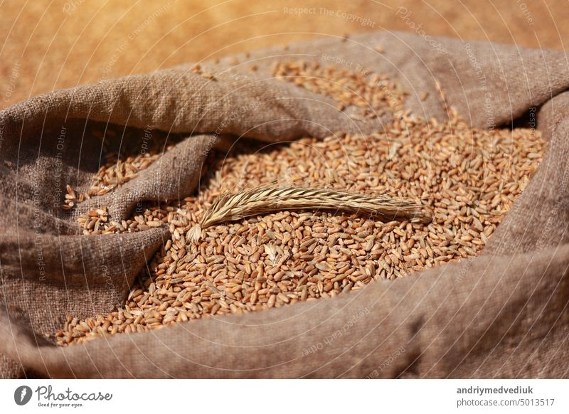 Nahaufnahme von natürlichen goldenen Weizen Ähre und ganze Körner in Jute-Sack von Weizenkörnern Hintergrund. Ernte von Getreide. Zutat für die Herstellung von Brot. Landwirtschaft, Landwirtschaft, Wohlstand, Ernte. copy space