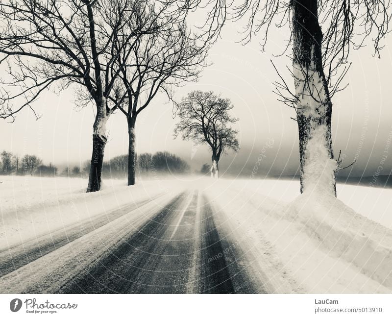 Geradeaus in den Winter Winterlandschaft Winterlandschaft mit Bäumen Schnee Winterstimmung Schneelandschaft Wintertag Schneedecke Kälte weiß Winterspaziergang