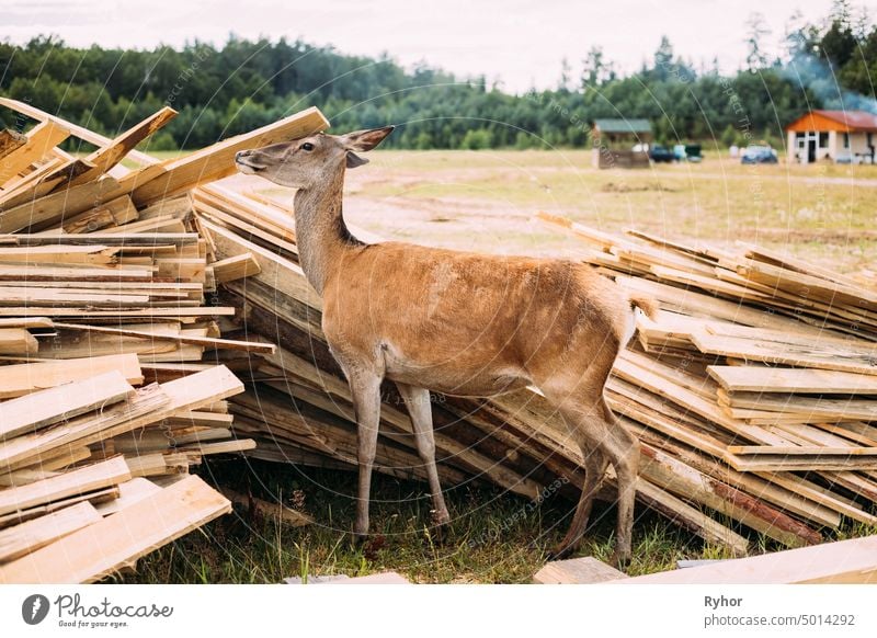 Ansicht von europäischem Rehwild in der Nähe von Boards Park Tierwelt Fauna schön westliches Rehwild Rogen Europa Holzplatte Western Kapreolus Natur Frau jung