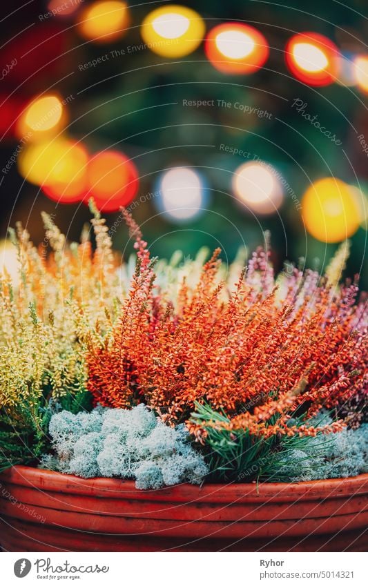 Busch von gelben und roten Farben Calluna-Pflanzen in Töpfen im Garten Buchse anders Gemeines Heidekraut Ericaceae Topf Überstrahlung Landschaftsarchitektur