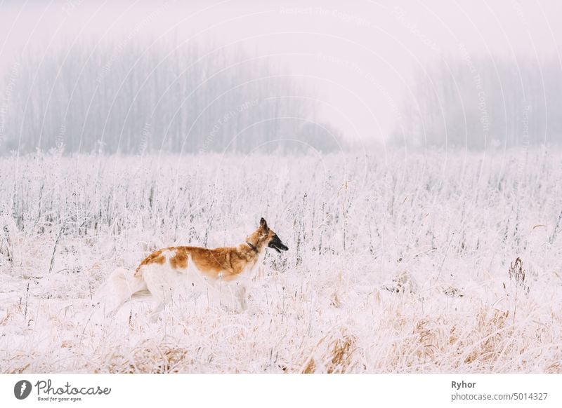 Russischer Wolfshund Jagd-Windhund Russkaya Psovaya Borzaya Hund während der Hasenjagd am Wintertag im verschneiten Feld jung laufender Hund gazehound