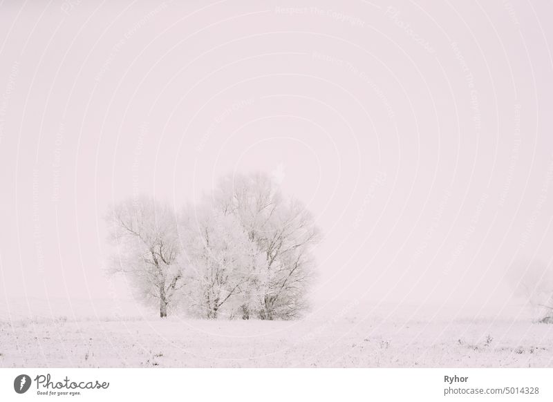 Schneebedecktes Feld im Winter Frosty Day. Fluffy Bäume im Schnee. Minimalismus in Winterlandschaft Pflanze Landschaft Holz schön Wiese kalt Himmel weiß frostig