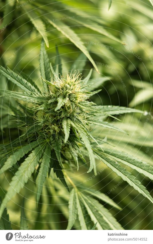 Blühendes reifes Marihuana mit Knospen und grünen Blättern. Bio Cannabis Sativa Weibliche Pflanzen mit CBD Blumen cbd medizinisch Schonung abschließen Sommer