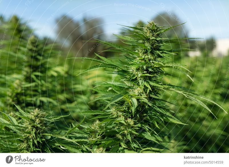 Blühendes reifes Marihuana mit Knospen und grünen Blättern. Bio Cannabis Sativa Weibliche Pflanzen mit CBD Blumen cbd medizinisch Schonung abschließen Sommer