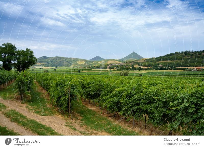 Sommerlandschaft auf den Colli Euganei, Padua, Italien Arqua Petrarca Europa Galzignano padova Ackerbau Gebäude Großstadt Farbe Land Tag Außenseite Hügel Haus