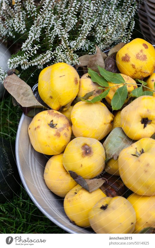 Eine Schale steht draußen im Garten gefüllt mit gelben Quitten Herbst Blatt Natur Baum herbstlich Menschenleer Außenaufnahme Herbstlaub sammeln einkochen Frucht