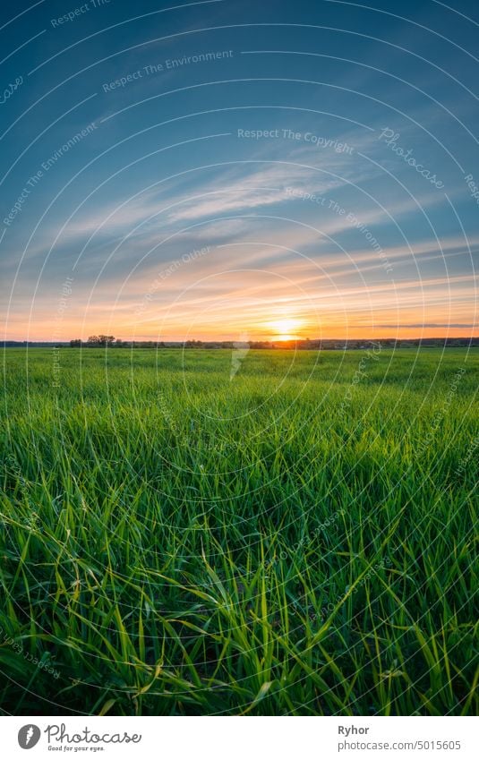 Landscape of Young Spring Green Sprouts Of Wheat In Field Under Scenic Summer Colorful Dramatic Sky At Sunset Or Sunrise Dawn. Skyline, Horizont. Landwirtschaftlich Ländliche Landschaft