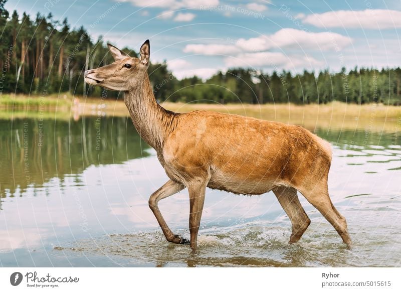 Europäisches Reh auf dem Wasser wild Teich Rogen See Tier jung Europäer Tierwelt Frau Sommer im Freien Spaziergang braun Fauna niemand westliches Rehwild Natur