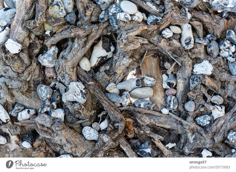 Feuersteine und Wurzelwerk Baumwurzel Holz Strand Strandgut Ostsee Ostseestrand Natur Meer Küste Außenaufnahme Farbfoto Tag Nahaufnahme Menschenleer Ostseeküste