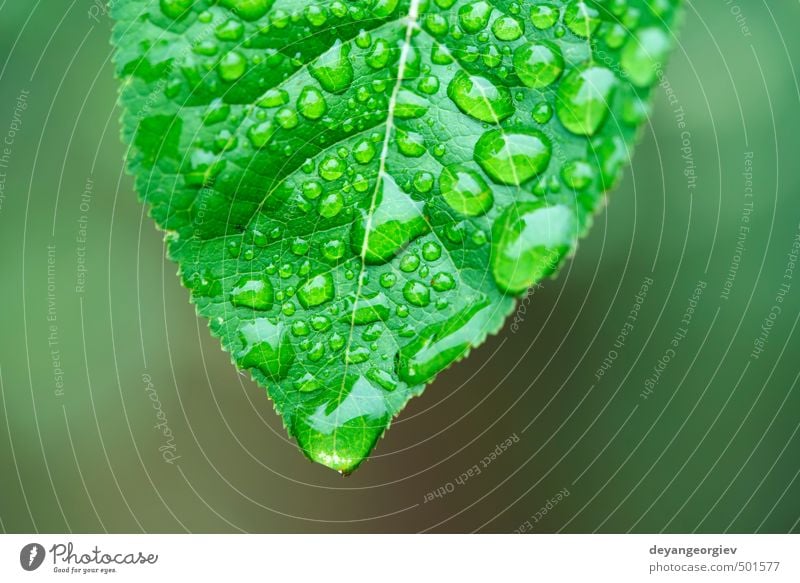 Grünes Blatt und Tautropfen Leben Sommer Garten Umwelt Natur Pflanze Regen Gras Tropfen Wachstum frisch hell nass natürlich grün Farbe Wasser Hintergrund