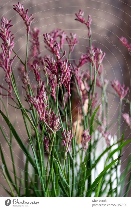 Frau hält schöne Pflanze Topf Blume Beteiligung Halt Hände Blumenhändler Geschenk geblümt weiß Hintergrund purpur rosa Person Blütezeit botanisch grün Mädchen