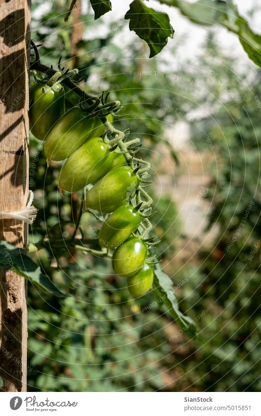 Unreife grüne kleine Kirschtomaten, Haus Gartenarbeit Konzept. frisch Pflanze natürlich Bauernhof Ackerbau Feld organisch wachsend Kirsche Wachstum Gesundheit