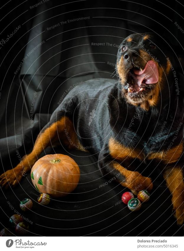 rottweiler hund mit halloweenkürbis Tier Herbst groß züchten braun Kerze Eckzahn behauen Feier niedlich süßer Rottweiler Hund dunkel Dekoration & Verzierung