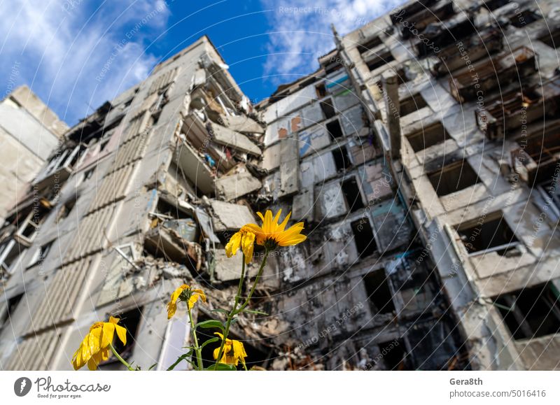 gelbe Blumen vor dem Hintergrund eines zerstörten Hauses und eines blauen Himmels donezk Kherson Lugansk mariupol Russland Ukraine aussetzen Verlassen