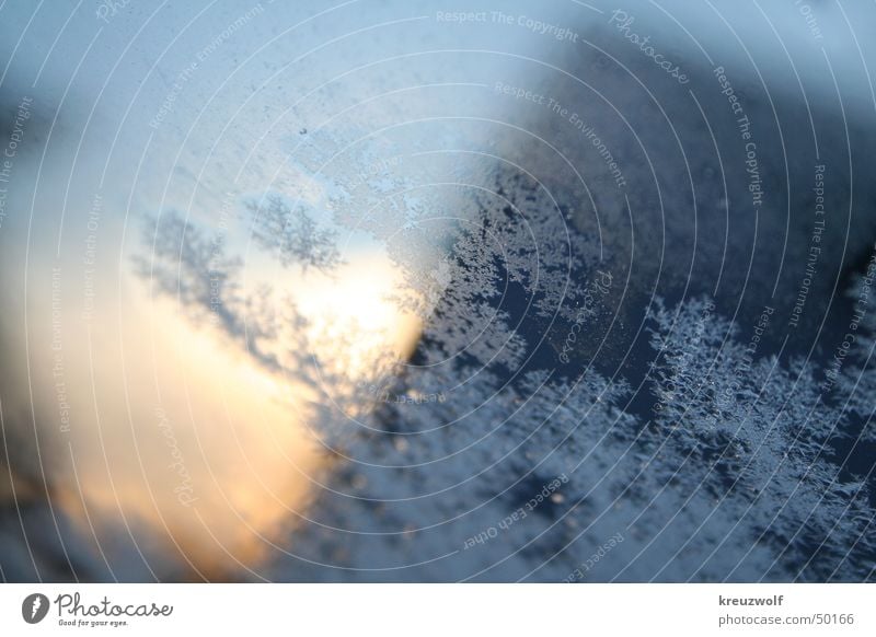 Eisblüten II Fenster Eisblumen Eiskristall Sonnenaufgang kalt Winter Morgen Frost Fensterscheibe Kristallstrukturen blau Morgendämmerung weihnachtsmorgen