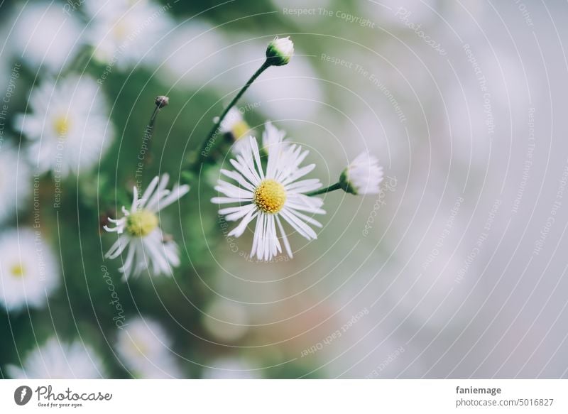 Mauerblümchen II Gänseblümchen Makro weiss gelb grau bluete pflanze Natur Nahaufnahme Detailaufnahme Knospe Blümchen Fahne Tiefenschärfe Bokeh