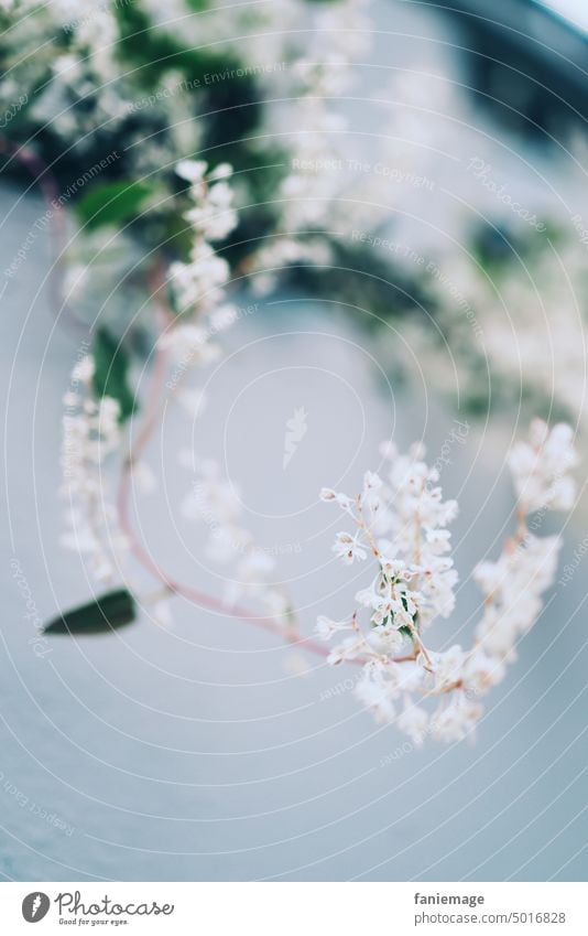 Mauerblümchen Blüten bluete Blumen Bodendecker Ranke herbst weiss blau grau hellblau Makro