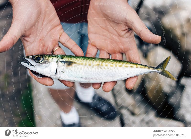 Frisch gefangene Makrele in den Händen eines Mannes im Hof Fisch Fischen roh Meeresfrüchte frisch MEER marin Gesundheit Ernährung lecker Feinschmecker Natur