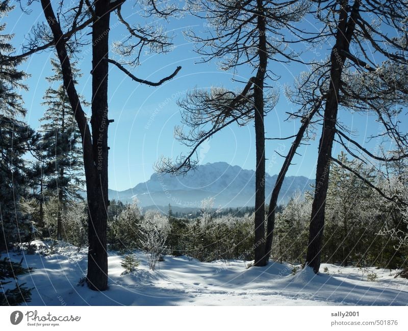 Winterzeit Natur Landschaft Wolkenloser Himmel Schönes Wetter Eis Frost Schnee Baum Wald Alpen Berge u. Gebirge Karwendelgebirge Schneebedeckte Gipfel Ferne