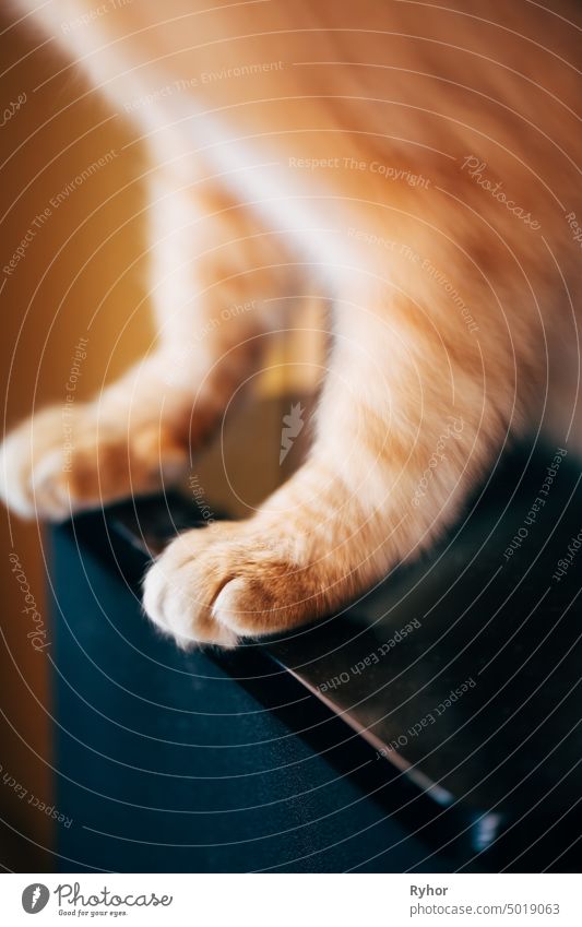 Close Up Paw Pads der roten Katze Kätzchen Bewegung katzenhaft Tier Reinrassig erwärmen Pfote fluffig heimwärts Ingwer-Katze Kätzchen Katze Haustier gelb Sitzen