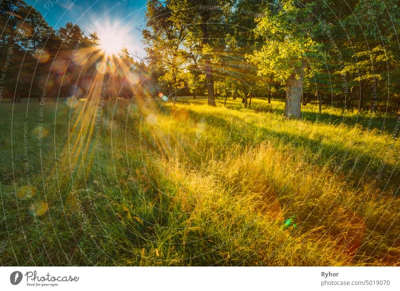 Sun Shining Through Green Foliage In Green Park Over Fresh Grass. Sommer Sunny Forest Trees. Natürliche Wälder im Sonnenlicht. im Freien glänzend malerisch