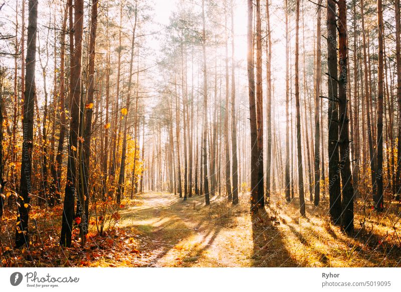 Sun Shining Through Forest Woods Over Lane, Country Road. Path, Walkway In Autumn Forest. Sonnenuntergang Sonnenaufgang in Bäumen Wälder Park niemand Wald durch