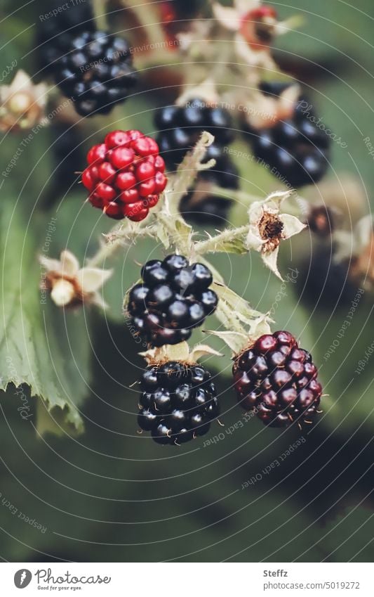 saftige Brombeeren Waldbeeren Beeren Früchte Kratzbeeren Strauchbeeren Waldfrüchte Heilpflanze Rubus Rubus fruticosus reife Beeren pflückreif August Reifezeit