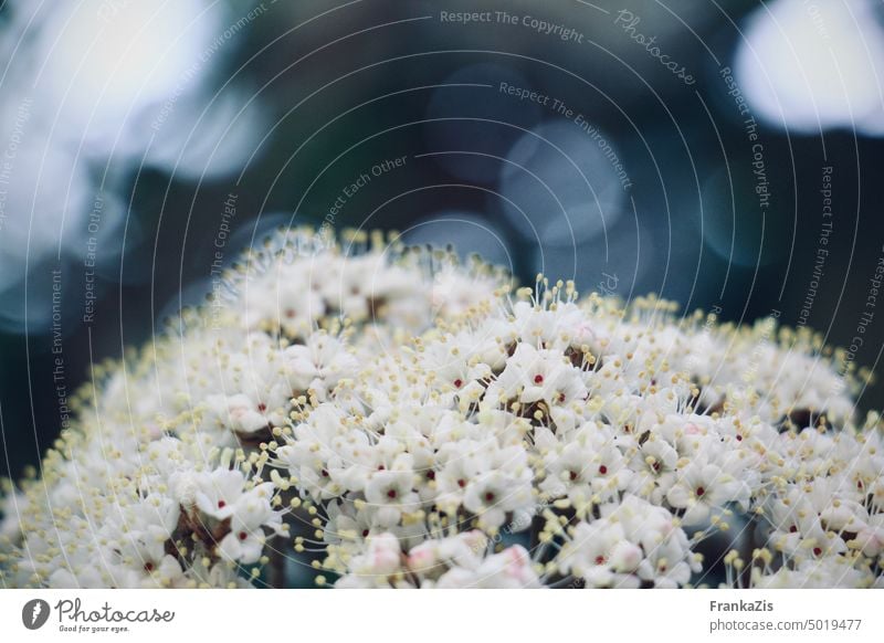 Ein Schneeball aus weißen Blüten Pflanze Natur Blume Garten Nahaufnahme Außenaufnahme natürlich Farbfoto zart schön Blumen blühen blühend Unschärfe Blütenblatt