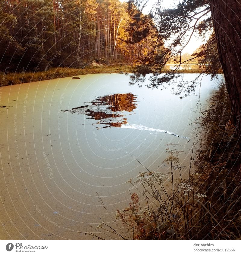 Weiherlandschaft im Herbst mit Baum Spiegelung im Weiher. weiher Idylle Natur See Sonnenuntergang wandern Wasser Erholung Reflexion & Spiegelung Seeufer