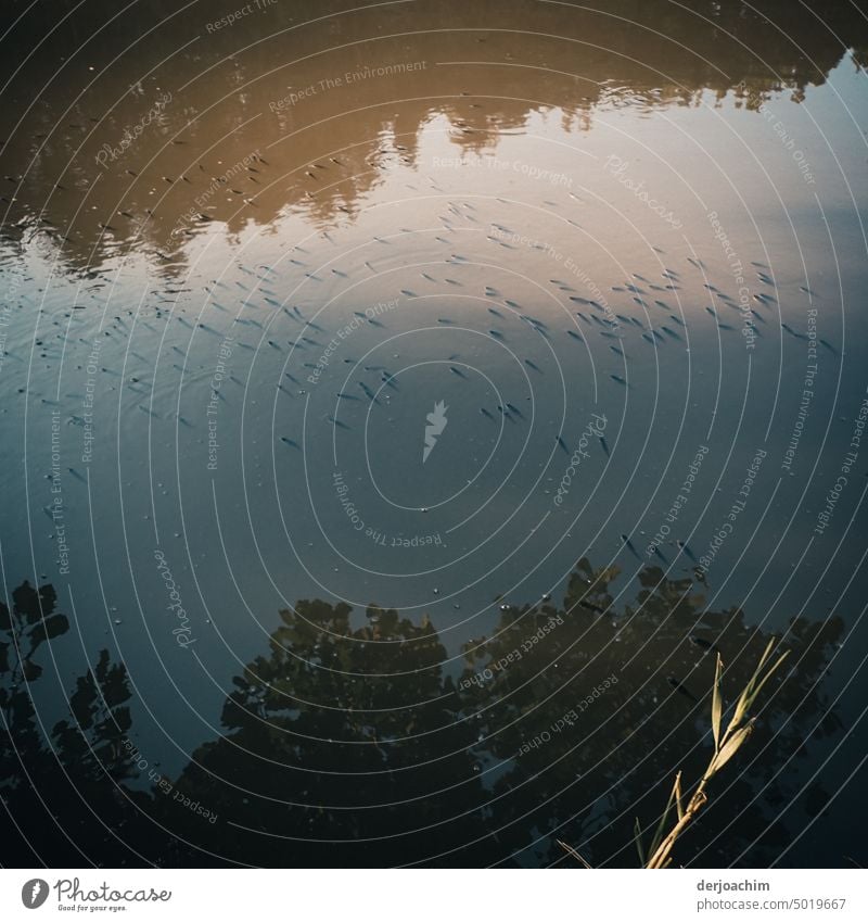 Ein Großer Schwarm kleiner Fische schwimmt im Weiher. Sie erscheinen als dunkle Oberfläche. Im Rest des Weihers spiegelt sich der umliegende Wald. Wasser Himmel