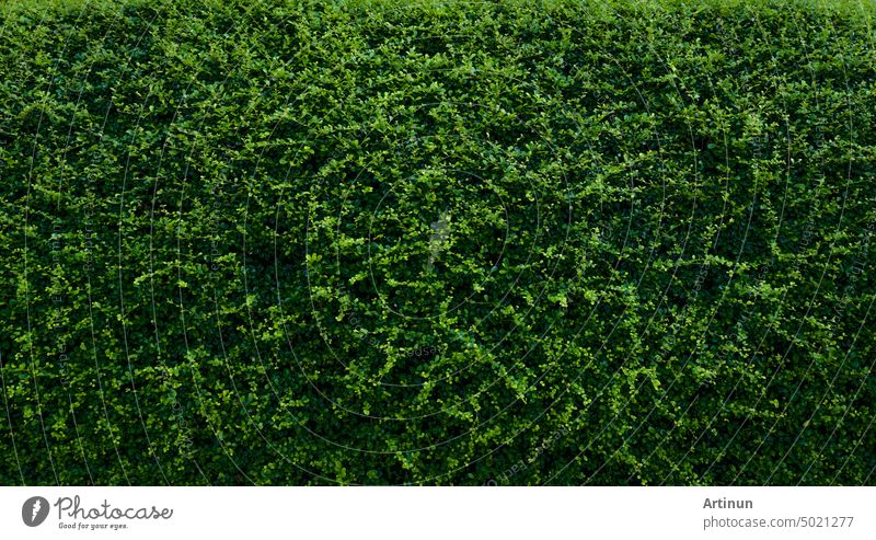 Kleine grüne Blätter in Hecke Wand Textur Hintergrund. Closeup grüne Hecke Pflanze im Garten. Eco immergrüne Hecke Wand. Natürliche Kulisse. Schönheit in der Natur. Grüne Blätter mit natürlichen Muster Tapete.