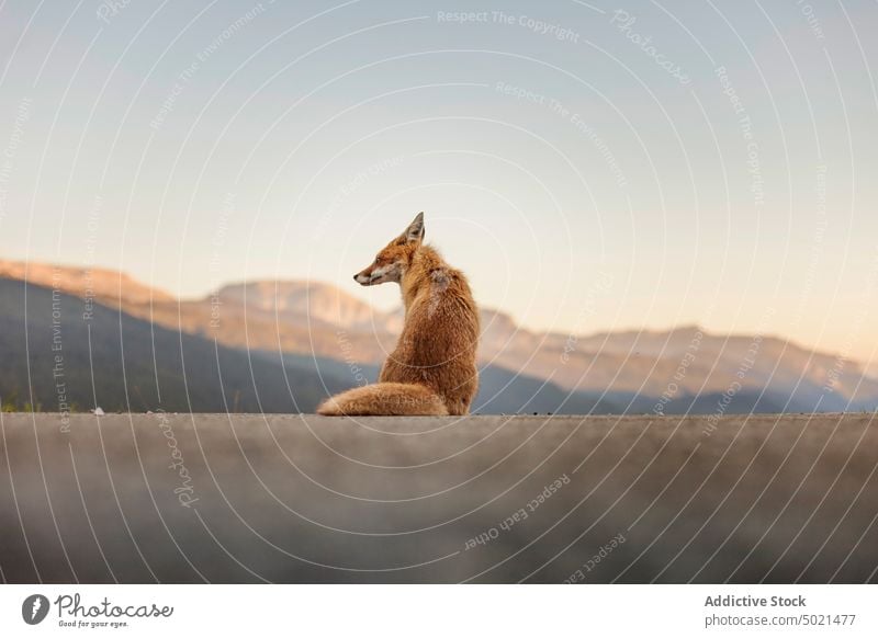 Fuchs sitzt im Gras in der Nähe der Berge Berge u. Gebirge Natur Straße sitzen wild Tier Sommer sonnig tagsüber Pyrenäen Tierwelt Fauna Lebensraum Säugetier