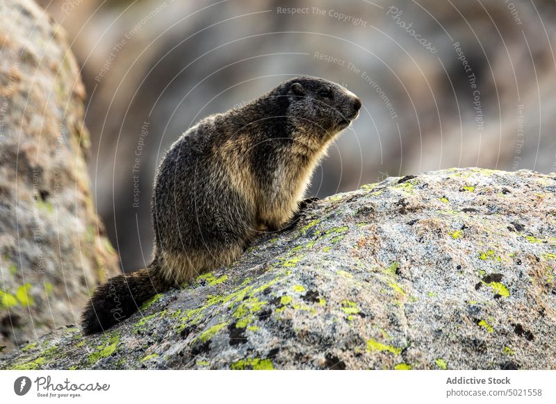 Murmeltier auf Stein sitzend in der Natur Tier Felsen Berge u. Gebirge Nagetiere Umwelt Fauna wild Bargeld Tierwelt Biologie Zoologie Pyrenäen Lebensraum