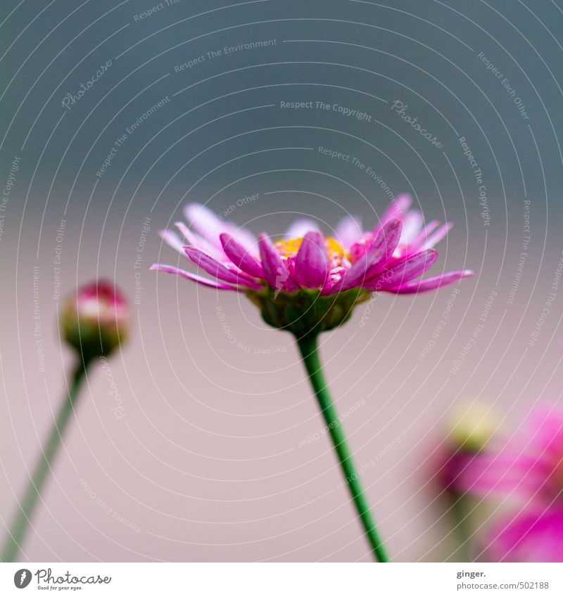 Promise Pflanze Blume Blüte grün rosa Erwartung Blütenblatt Blick nach oben offen Blütenknospen mehrfarbig grau-blau Blühend schön Sinnbild Versprechen