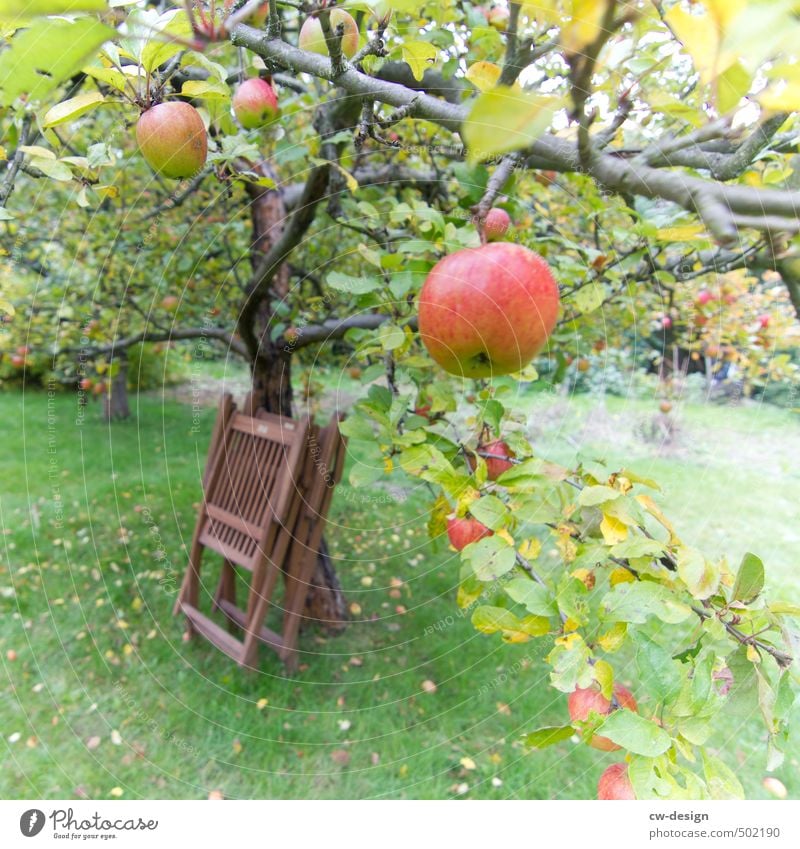 HEUTE: Welternährungstag Lebensmittel Apfel Ernährung Frühstück Mittagessen Kaffeetrinken Abendessen Picknick Bioprodukte Vegetarische Ernährung Natur Sommer