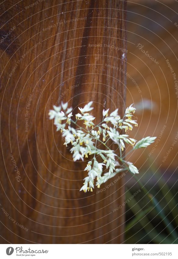 zart auf hart. oder und. Umwelt Pflanze Gras Blüte Grünpflanze Feld braun grün weiß Verschiedenheit Eigenschaften Abtrennung Maserung filigran ausgebleicht