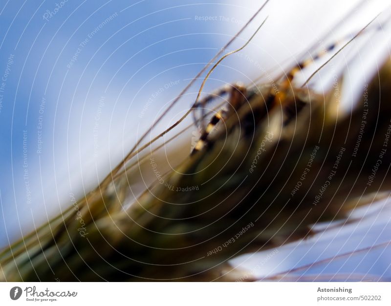 die Spinne auf der Getreidepflanze Umwelt Natur Himmel Wolken Sommer Wetter Schönes Wetter Wärme Pflanze Nutzpflanze Samen Feld Tier Wildtier Beine 1 dünn Ekel